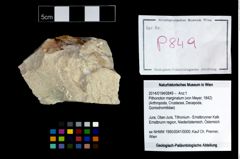 Foto (Objekt + Etikett) von Pithonoton marginatum (von Meyer, 1842)  (NHMW-GEO-2014-0194-0849)